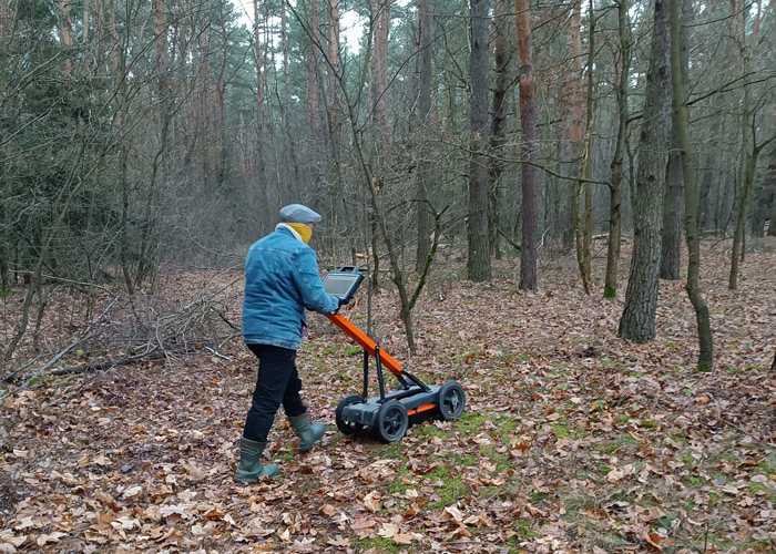 Forest in Central Europe